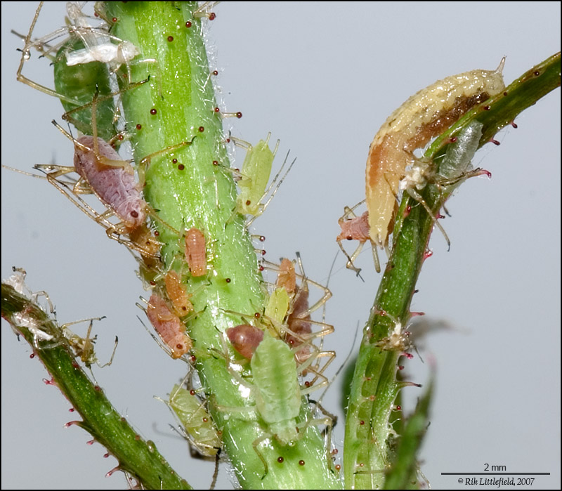 aphid predators