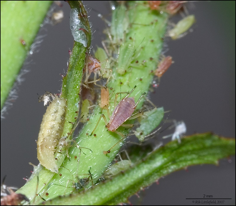 aphid predators