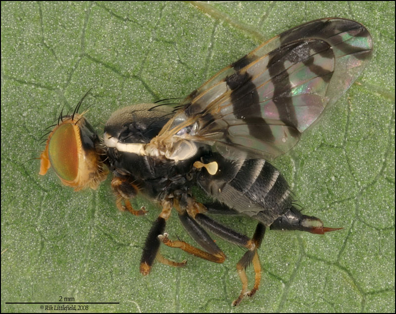 European Cherry Fruit Fly