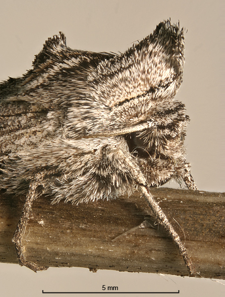 Extended Depth of Field Image of Unidentified Noctuid Moth in Daylight Resting Pose