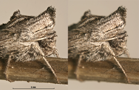 Side-by-side comparison of extended depth of field composite and one source image.