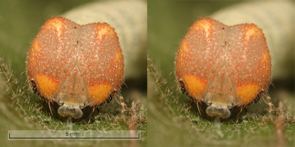 Head of Erynnis propertius larvae, final instar