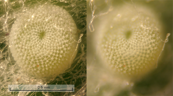 Icaricia lupini egg ("Lupine Blue" butterfly)