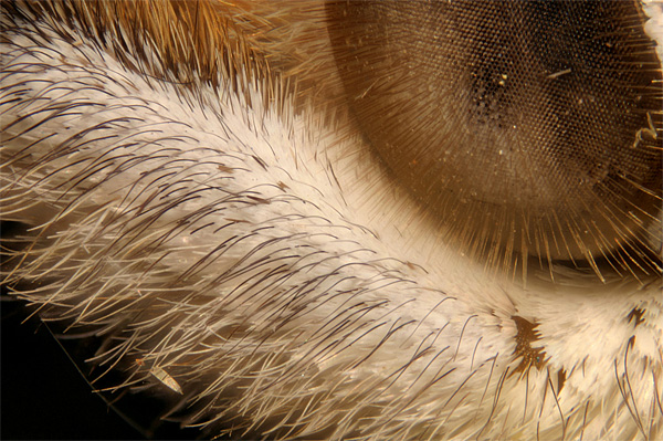 Eye and Labial Palp of Painted Lady Butterfly