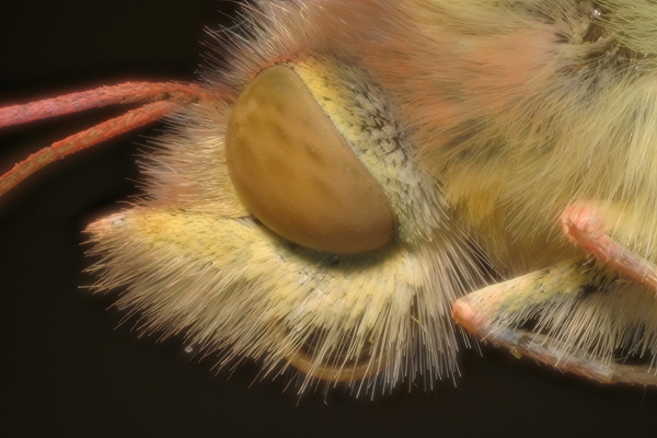 Head of Sulphur butterfly, extended depth of field composite.