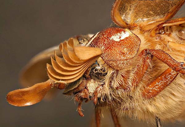 Extended depth-of-field image of Ten-Lined June Beetle
