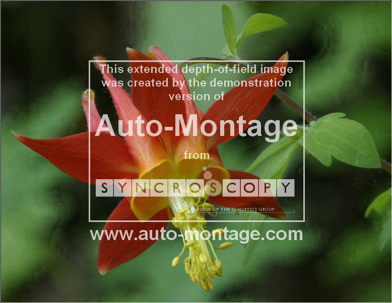 Auto_Montage Essentials columbine flower