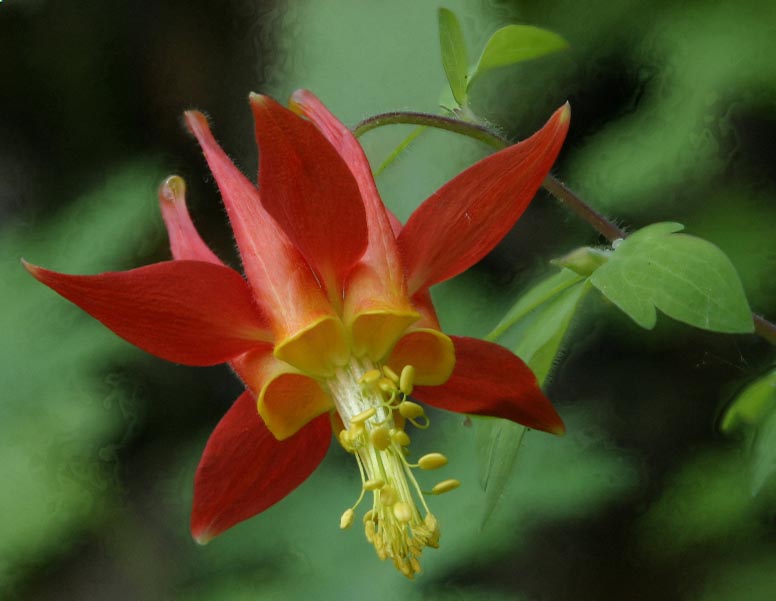 Raw extended depth-of-field columbine flower