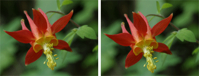 Animation of columbine flower before/after registering