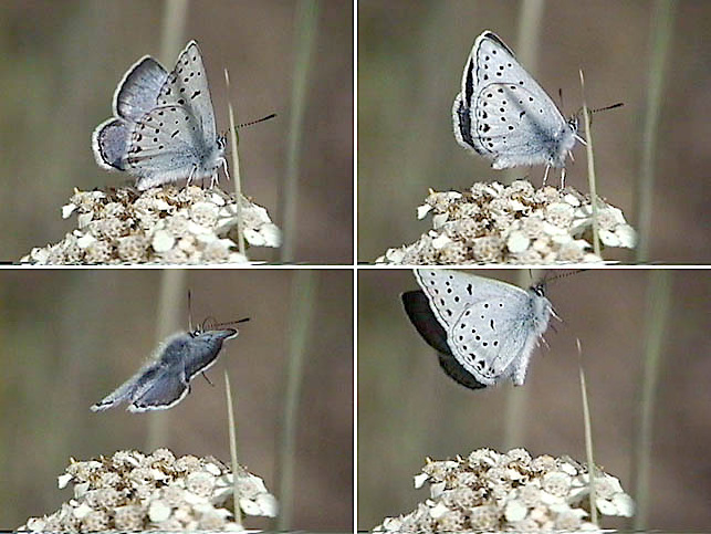 Plebejus saepiolus butterfly taking off